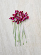 Indlæs billede til gallerivisning Ærteblomst &#39;Royal Maroon&#39; Seed 
