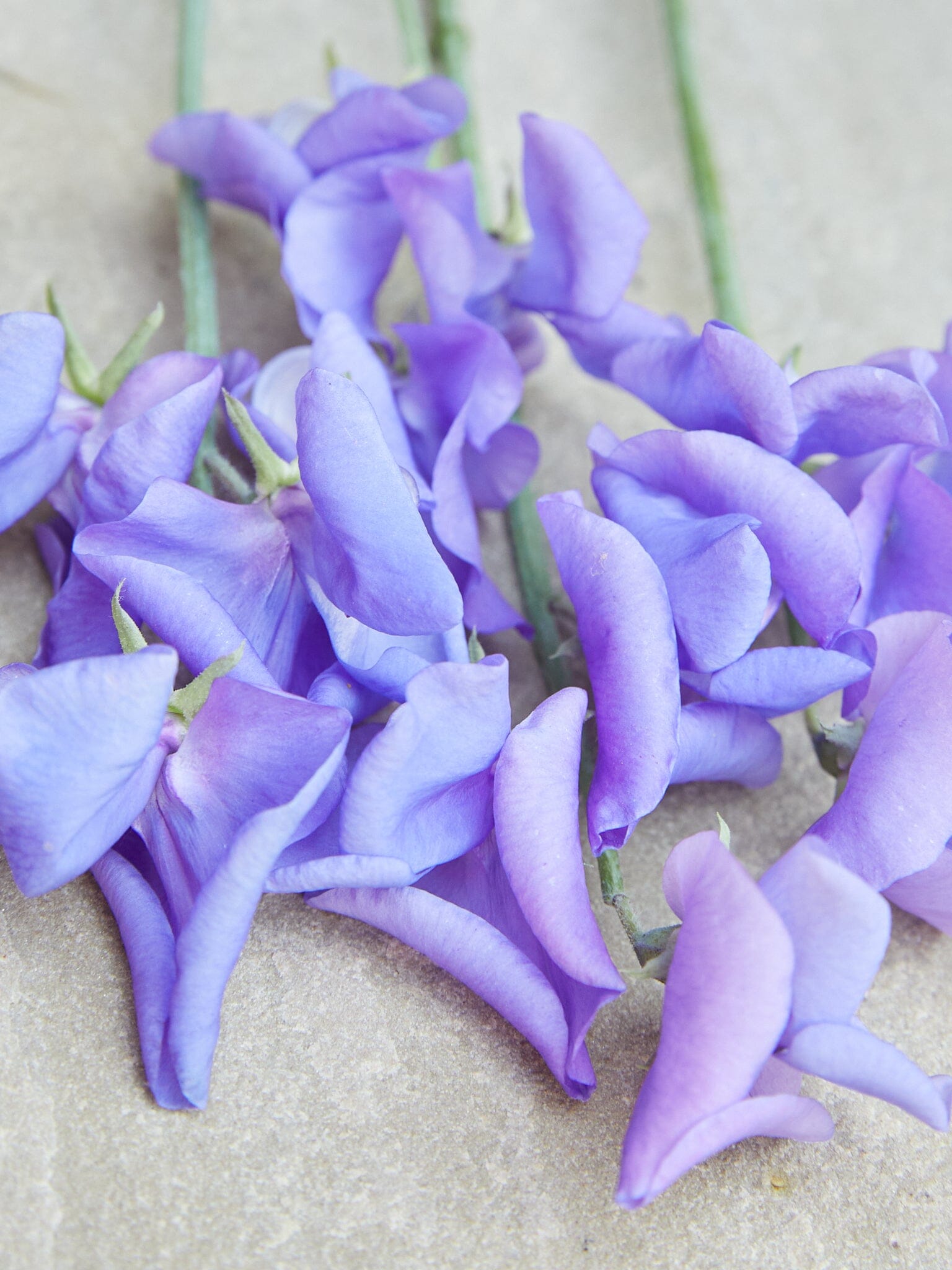 Ærteblomst 'Royal Mid Blue' Seed 