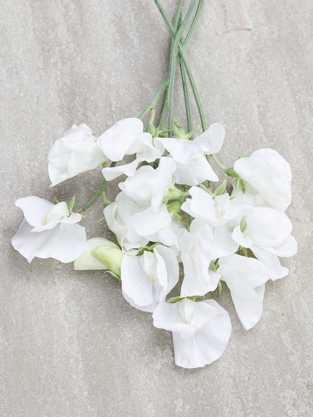 Ærteblomst 'Royal White' Seed 