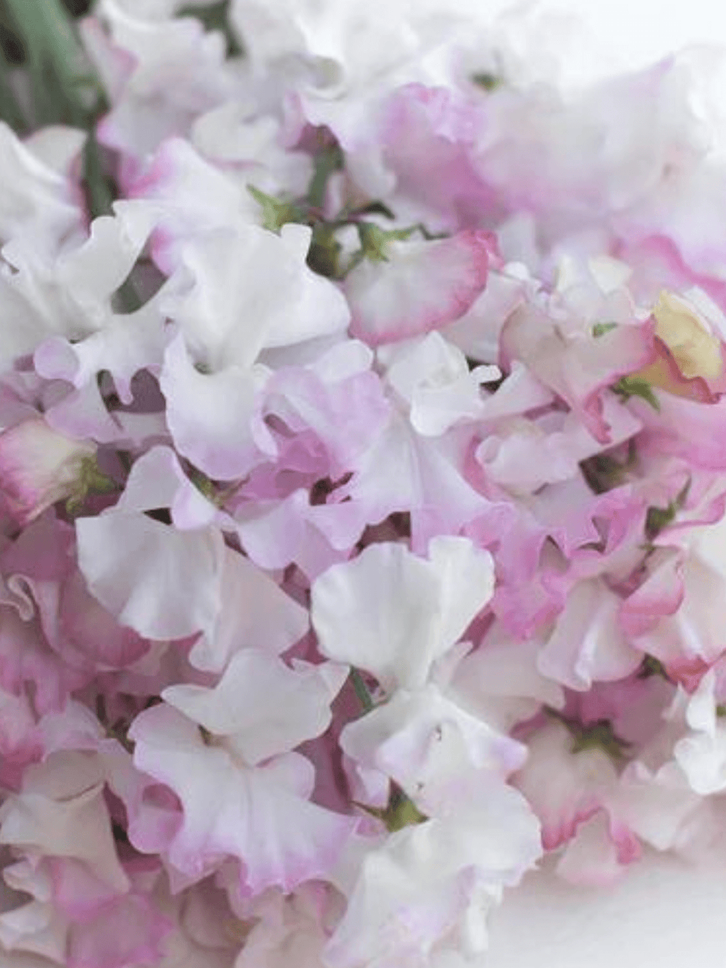 Ærteblomst 'Spencer Anniversary' Seed 