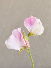 Indlæs billede til gallerivisning Ærteblomst &#39;Spring Sunshine Blush&#39; Seed 
