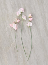 Indlæs billede til gallerivisning Ærteblomst &#39;Spring Sunshine Champagne&#39; Seed 
