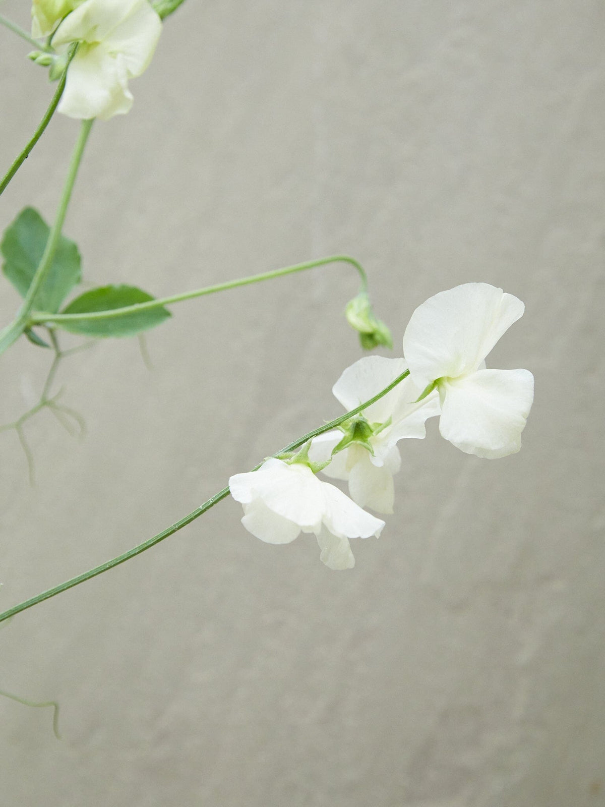 Ærteblomst 'Spring Sunshine Cream' Seed 