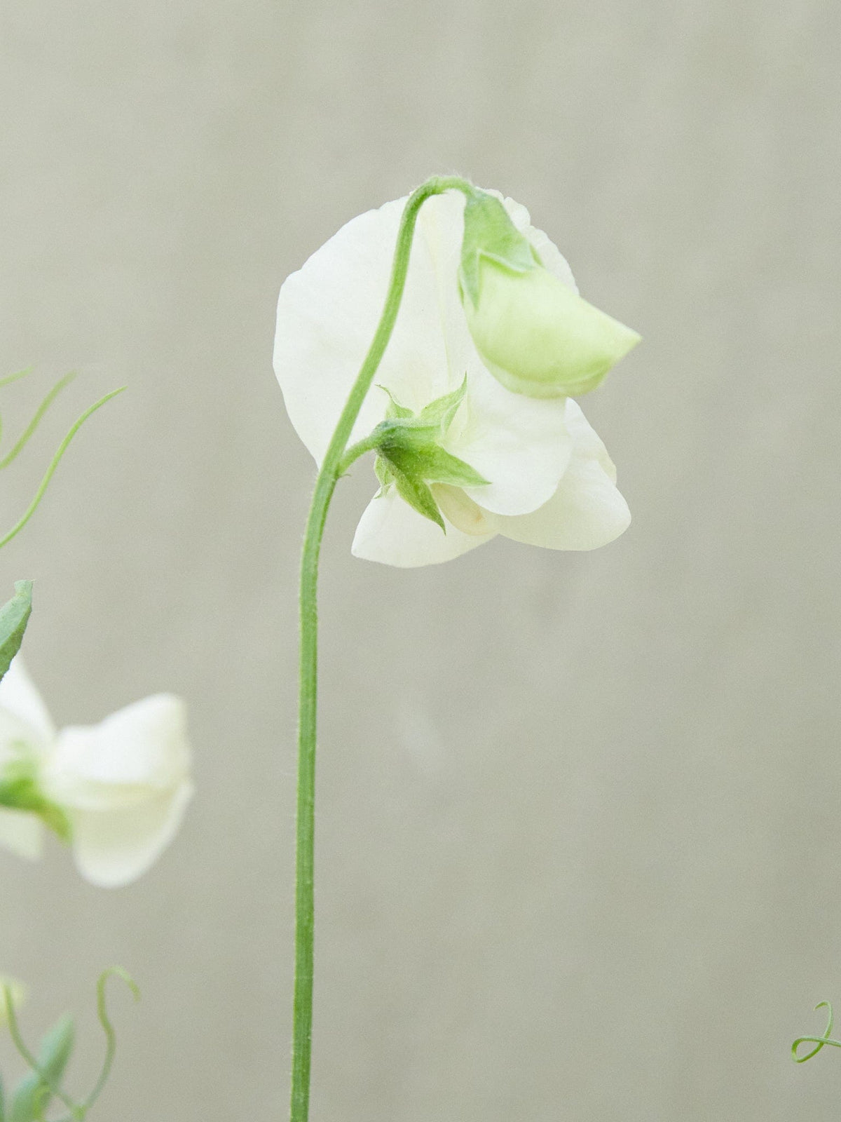 Ærteblomst 'Spring Sunshine Cream' Seed 