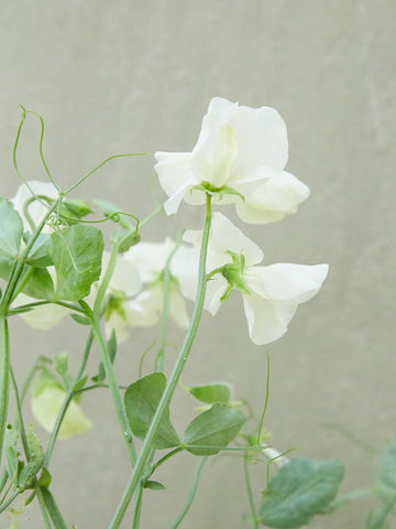 Ærteblomst 'Spring Sunshine Cream' Seed 