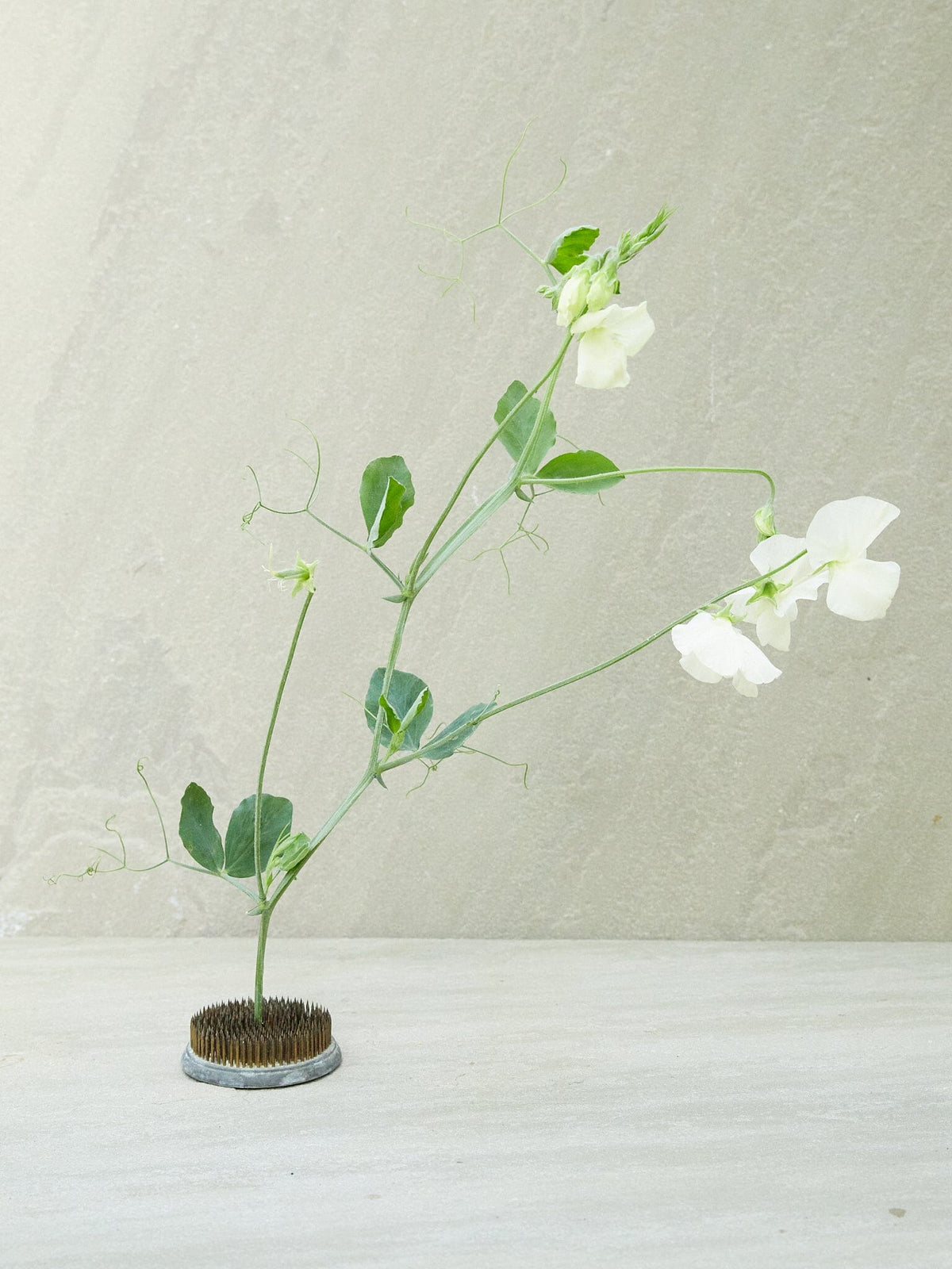 Ærteblomst 'Spring Sunshine Cream' Seed 