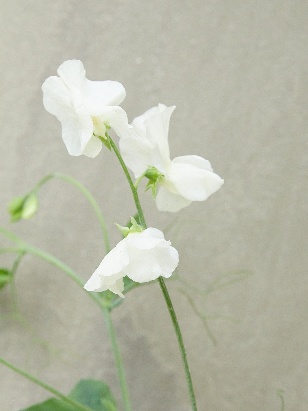Ærteblomst 'Spring Sunshine Cream' Seed 