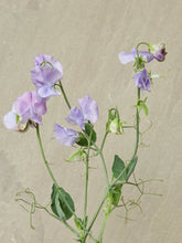 Indlæs billede til gallerivisning Ærteblomst &#39;Spring Sunshine Light Blue&#39; Seed 
