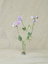 Indlæs billede til gallerivisning Ærteblomst &#39;Spring Sunshine Light Blue&#39; Seed 
