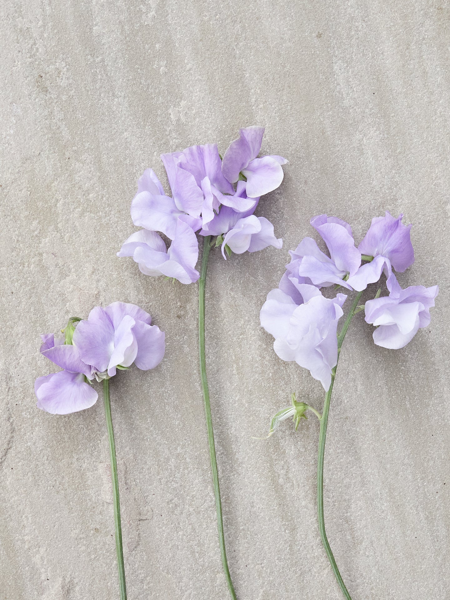 Ærteblomst 'Spring Sunshine Lilac' Seed 