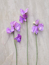 Indlæs billede til gallerivisning Ærteblomst &#39;Spring Sunshine Mauve&#39; Seed 
