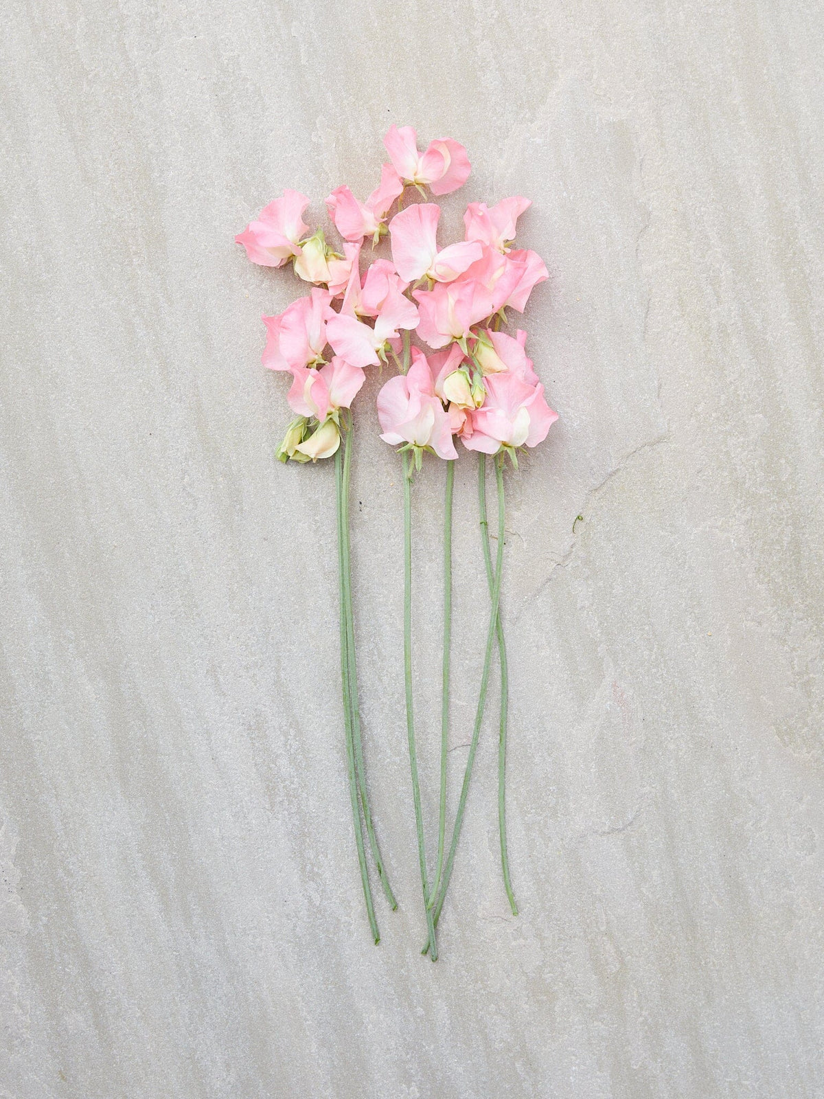 Ærteblomst 'Spring Sunshine Peach'