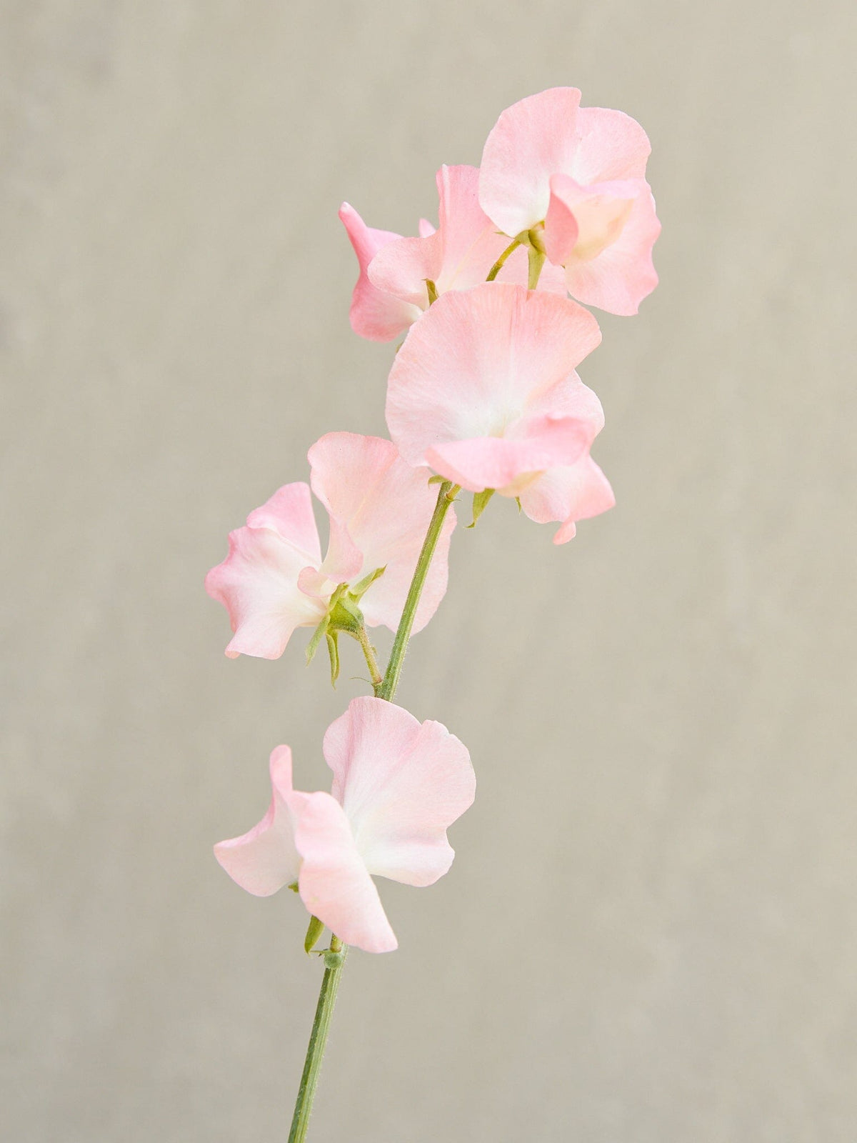 Ærteblomst 'Spring Sunshine Peach'