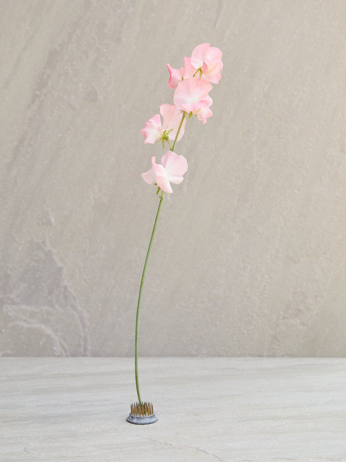 Ærteblomst 'Spring Sunshine Peach'