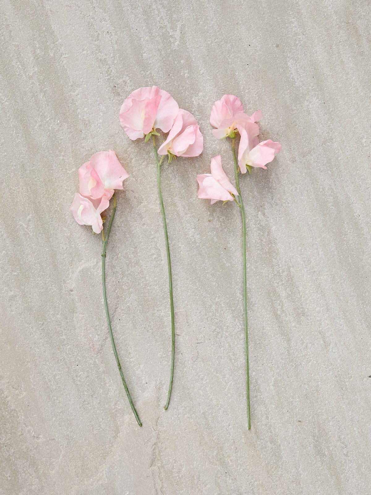Ærteblomst 'Spring Sunshine Peach'