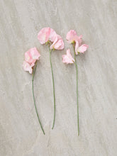 Indlæs billede til gallerivisning Ærteblomst &#39;Spring Sunshine Peach&#39; Seed 
