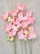 Indlæs billede til gallerivisning Ærteblomst &#39;Spring Sunshine Peach&#39; Seed 
