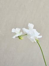 Indlæs billede til gallerivisning Ærteblomst &#39;Spring Sunshine White&#39; Seed 
