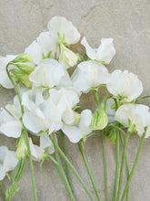 Indlæs billede til gallerivisning Ærteblomst &#39;Spring Sunshine White&#39; Seed 
