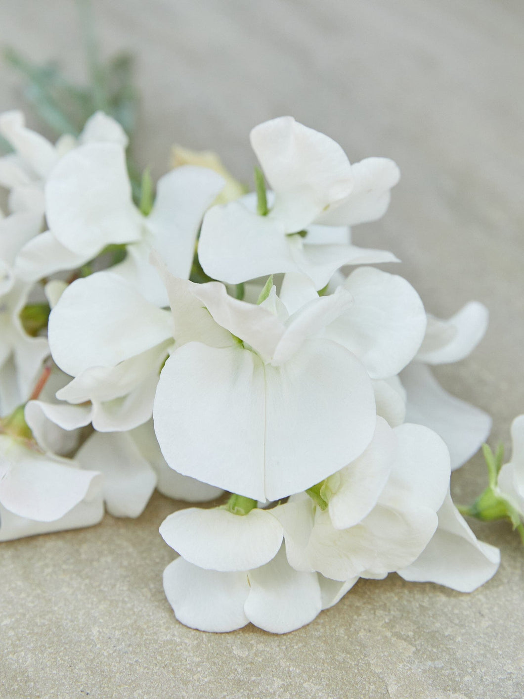 Ærteblomst 'Swan Lake' Seed 