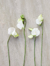 Indlæs billede til gallerivisning Ærteblomst &#39;Swan Lake&#39; Seed 
