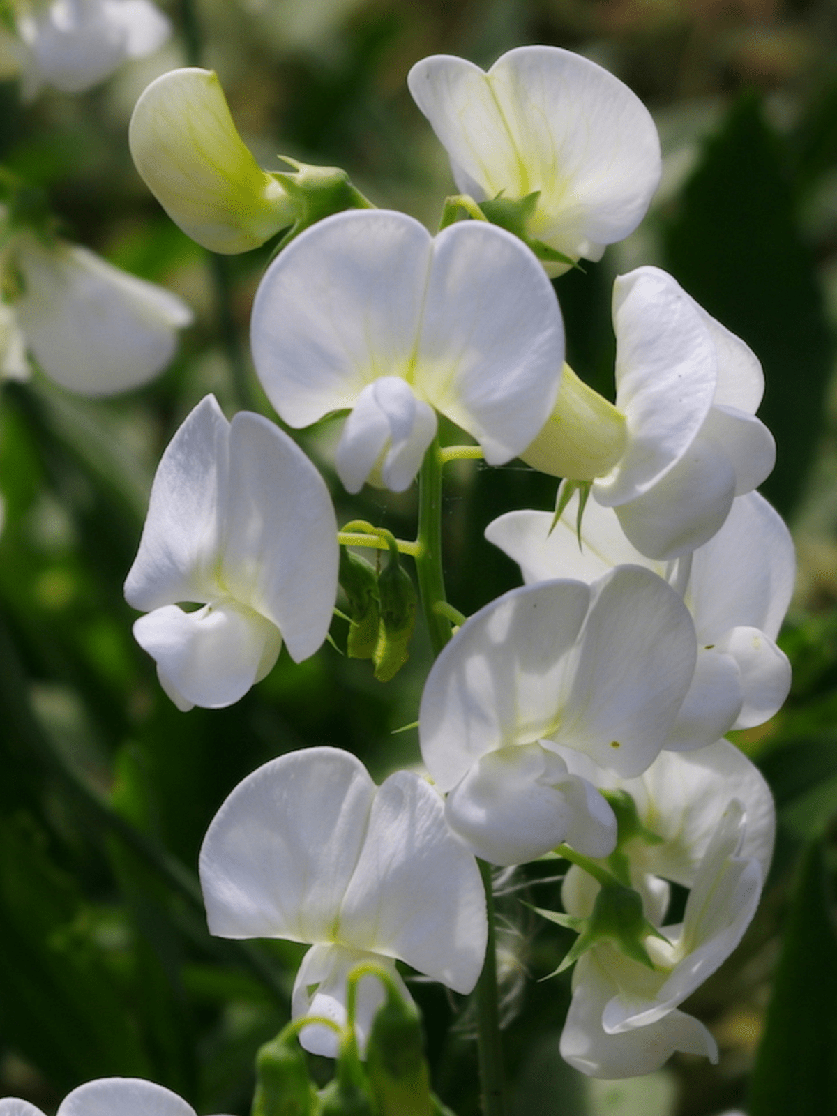 Ærteblomst 'White Pearl' Seed 