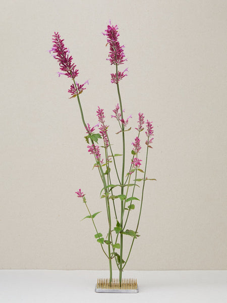 20 Semi Di Agastache Heather Queen &ndash; Agastache Cana, Fiori Perenni, OVM Seeds
