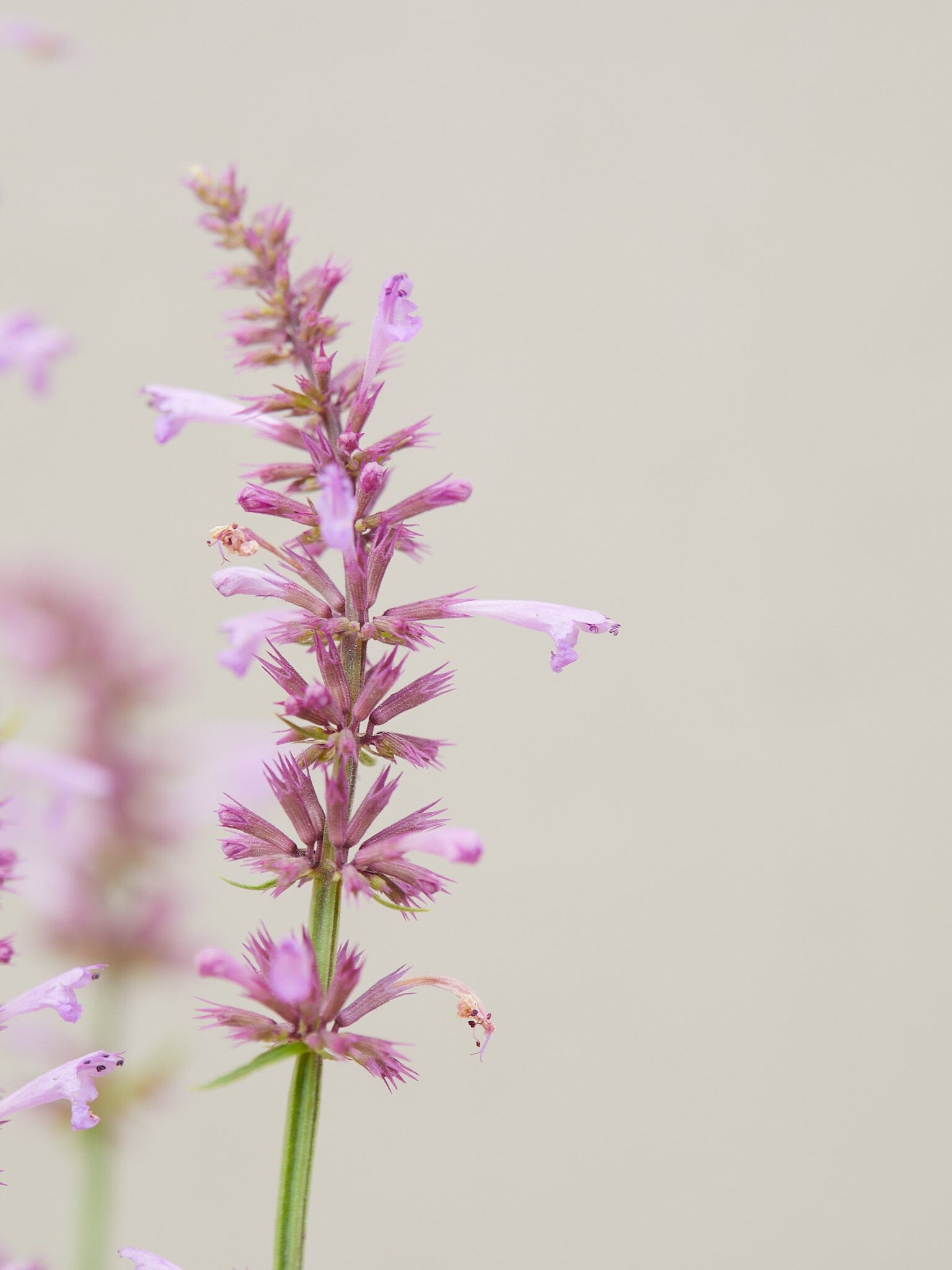 Agastache 'Rose Mint' Seed 