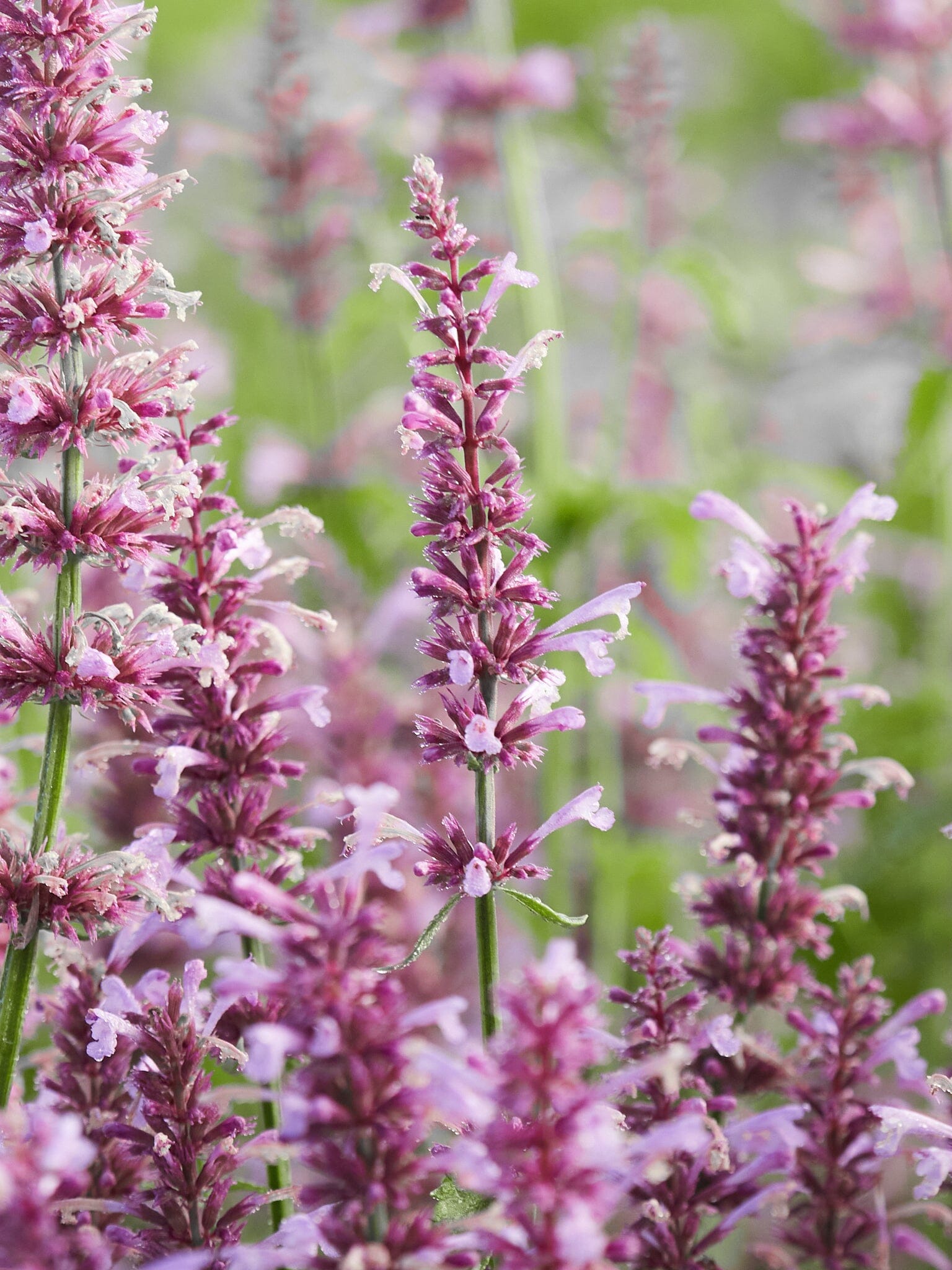 agastache rose mint seeds Agastache 'Rose Mint'