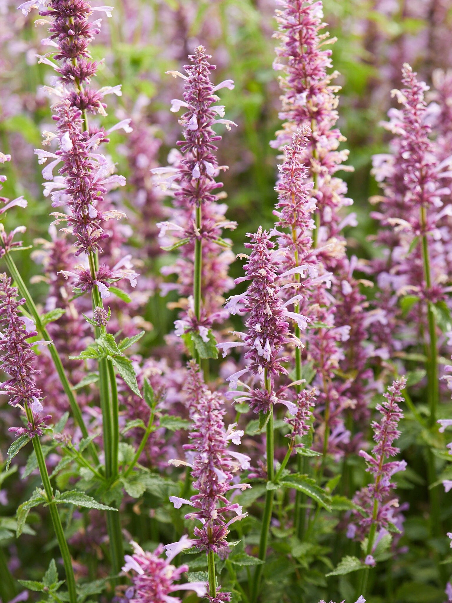 Agastache 'Rose Mint' Seed 