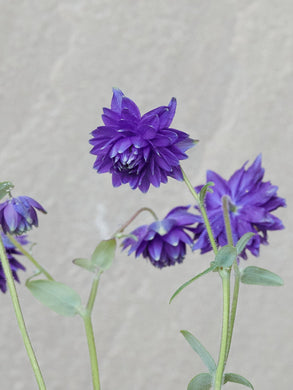 Akeleje 'Blue Barlow' Seed 