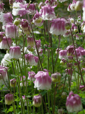 Akeleje 'Pink Petticoat' Seed 