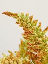 Indlæs billede til gallerivisning Amarant &#39;Autumn Touch&#39; Seed 
