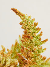 Indlæs billede til gallerivisning Amarant &#39;Autumn Touch&#39; Seed 

