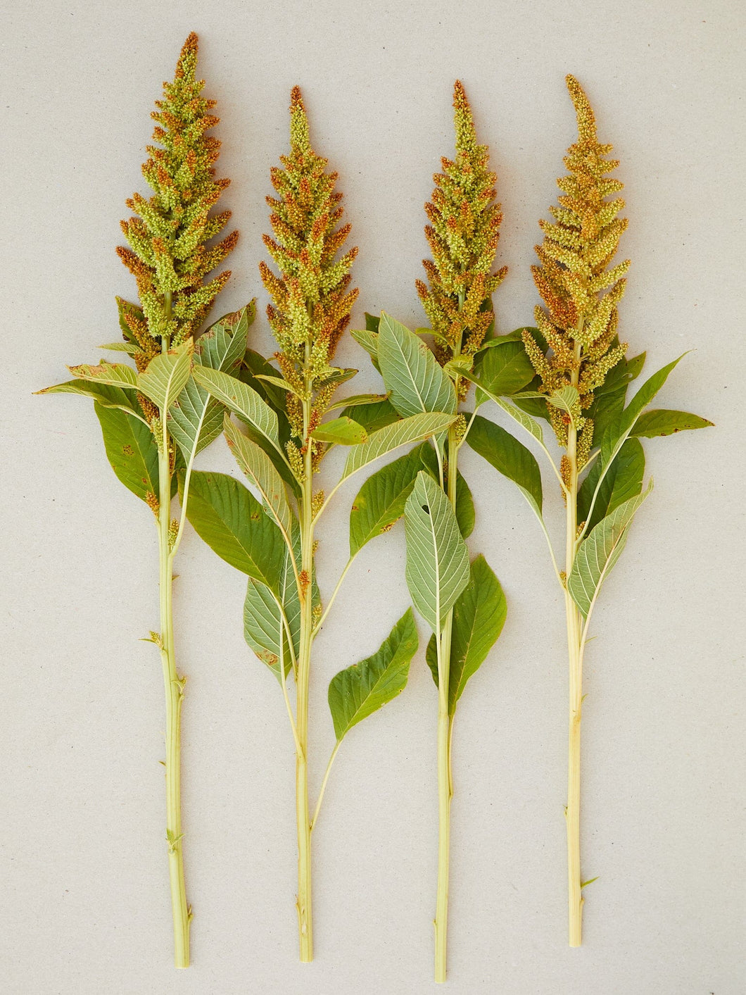 Amarant 'Autumn Touch' Seed 