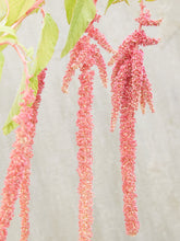 Indlæs billede til gallerivisning Amarant &#39;Coral Fountain&#39; Seed 
