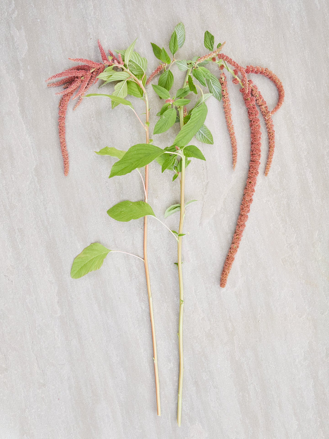 Amarant 'Coral Fountain' Seed 