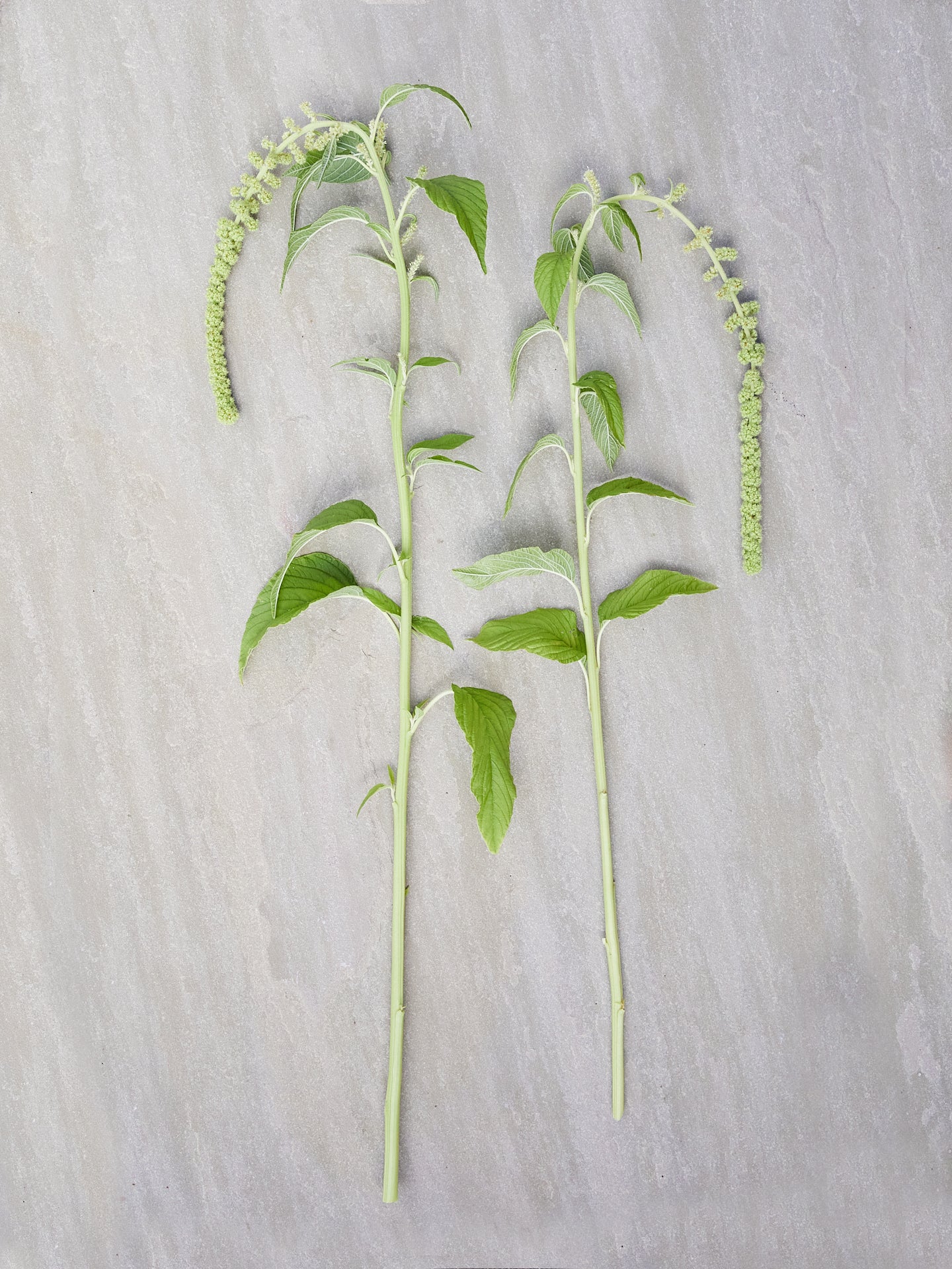 Amarant 'Emerald Tassels' Seed 