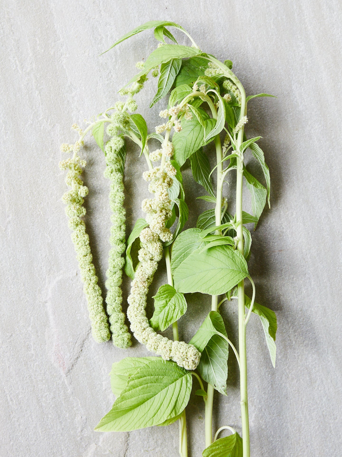 Amarant 'Muse Green Pearls' Seed 