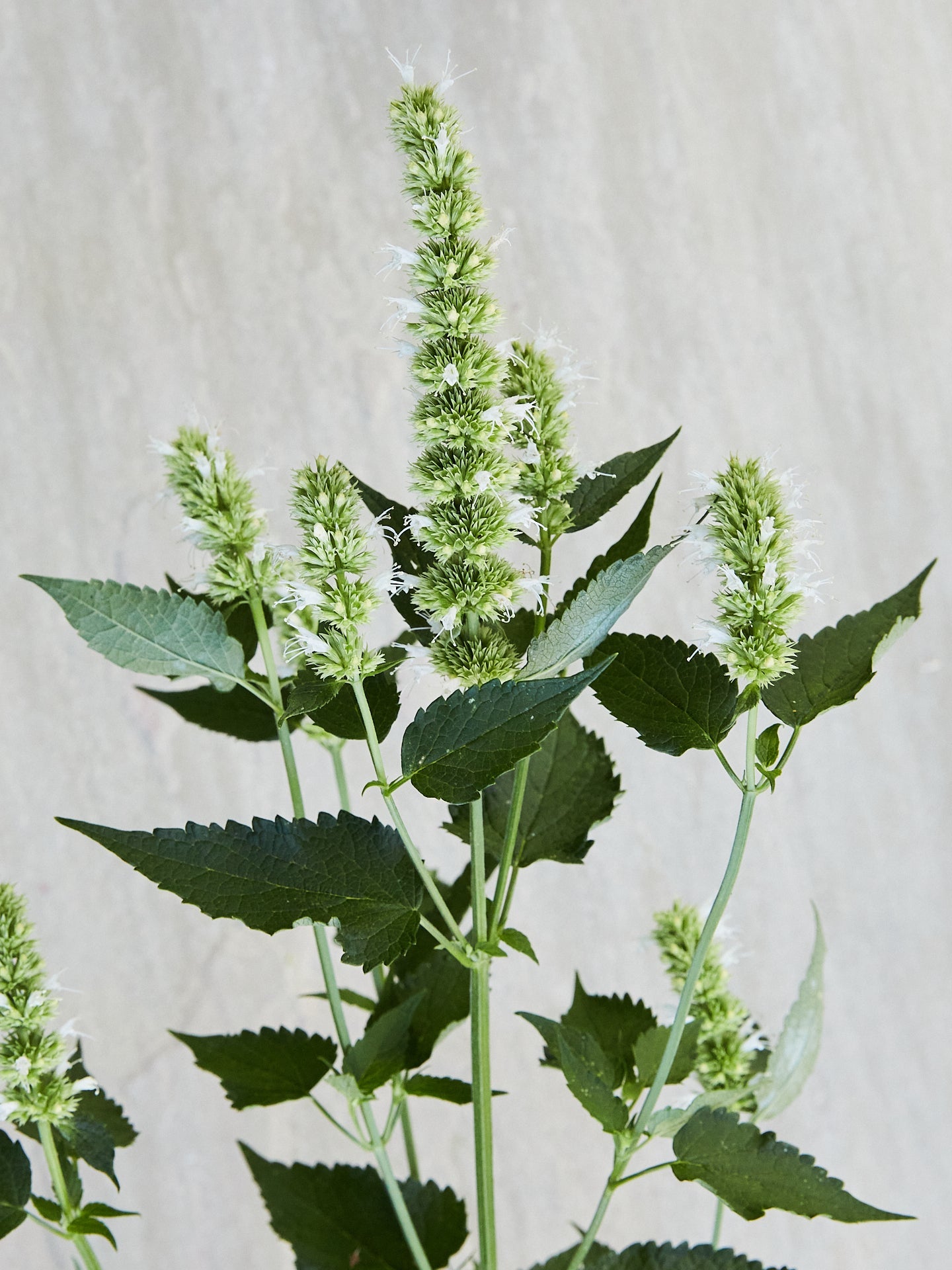 Anisisop 'Liquorice White' Seed 