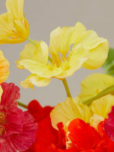 Indlæs billede til gallerivisning Blomsterkarse &#39;Alaska Mixture&#39; Seed 
