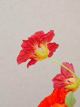 Indlæs billede til gallerivisning Blomsterkarse &#39;Alaska Mixture&#39; Seed 
