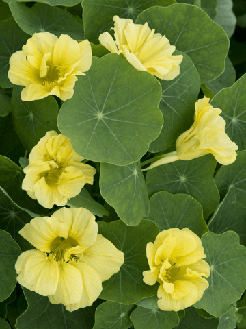 Blomsterkarse 'Jewel Primrose' Seed 