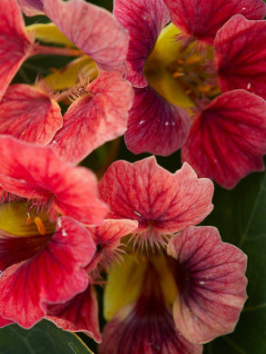Blomsterkarse 'Ladybird Rose' Seed 