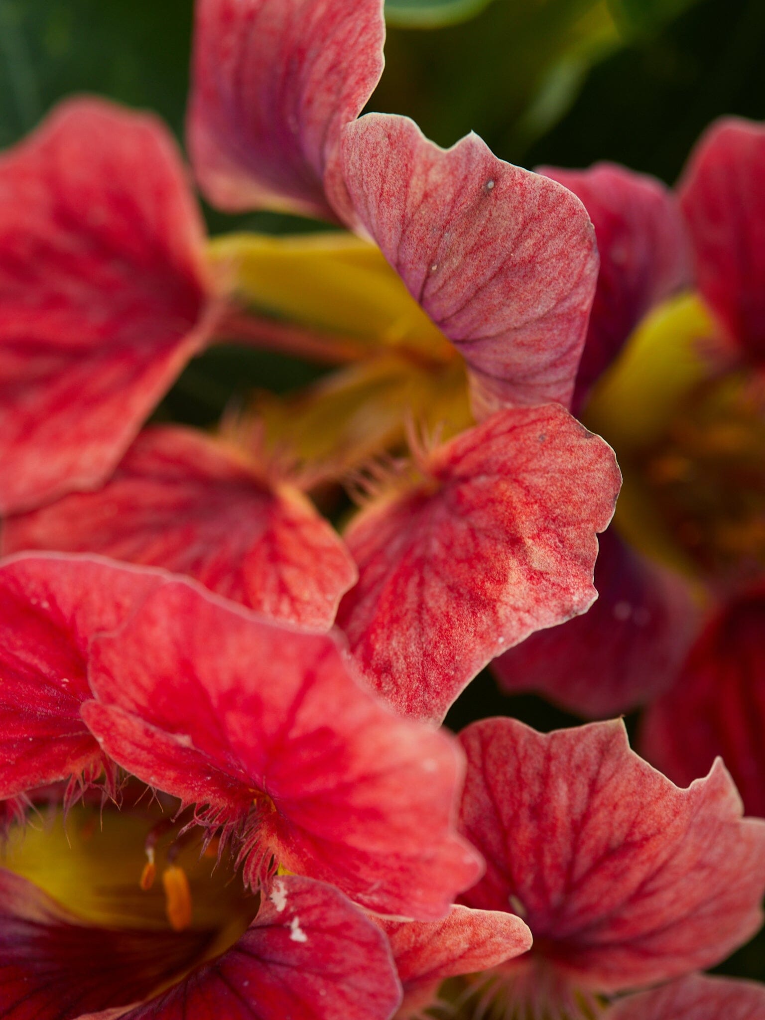 Blomsterkarse 'Ladybird Rose' Seed 