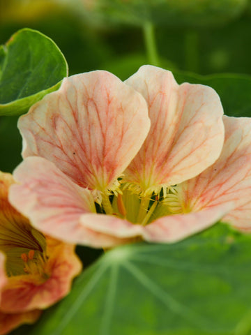 Blomsterkarse 'Pink Blush' Seed 