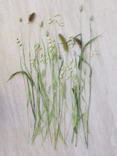 Indlæs billede til gallerivisning Botania&#39;s prydgræs miks. Seed 
