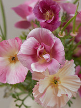 Indlæs billede til gallerivisning Californisk Guldvalmue &#39;Appleblossom Chiffon&#39; Seed 
