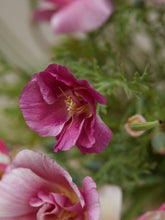 Indlæs billede til gallerivisning Californisk Guldvalmue &#39;Appleblossom Chiffon&#39; Seed 
