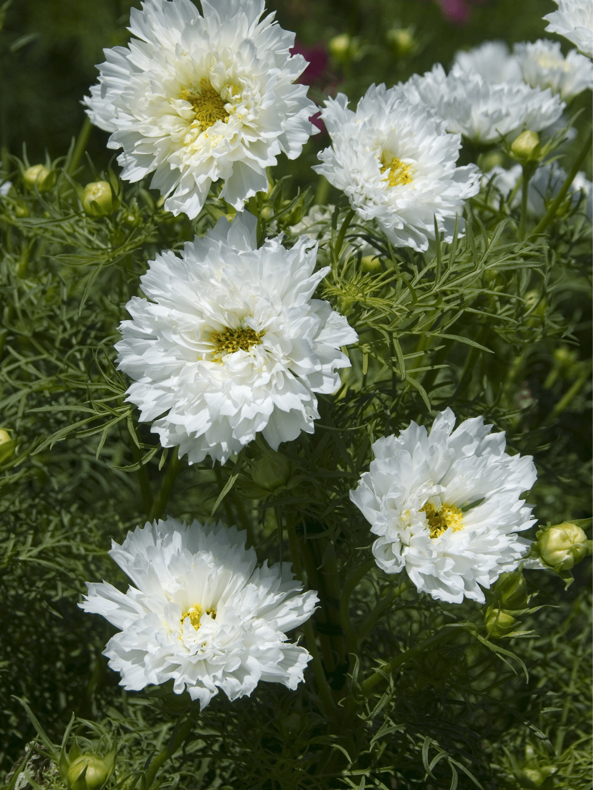 COSMOS 'Double Click Snowpuff' Seed 